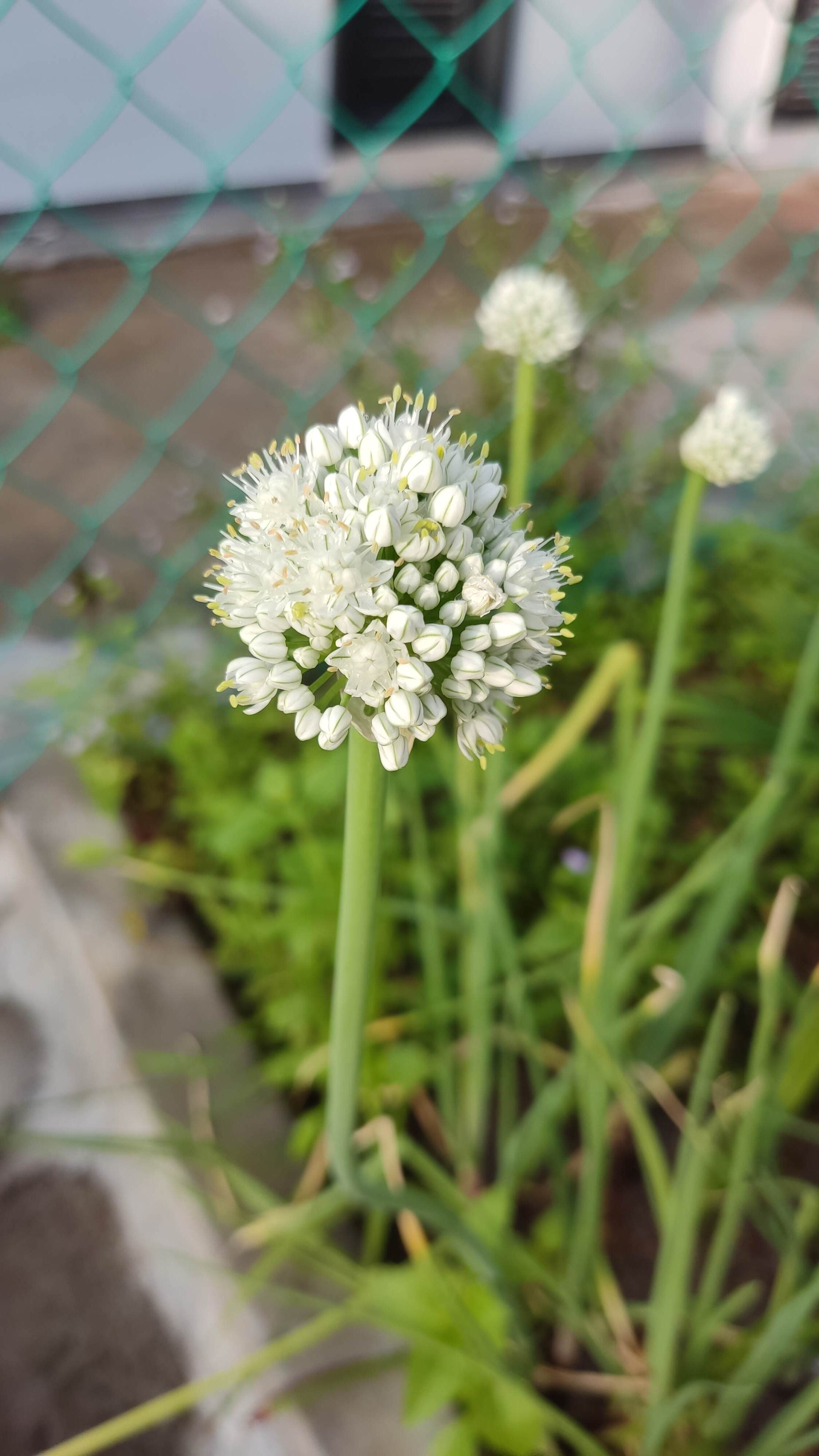 My onion is flowering 😊