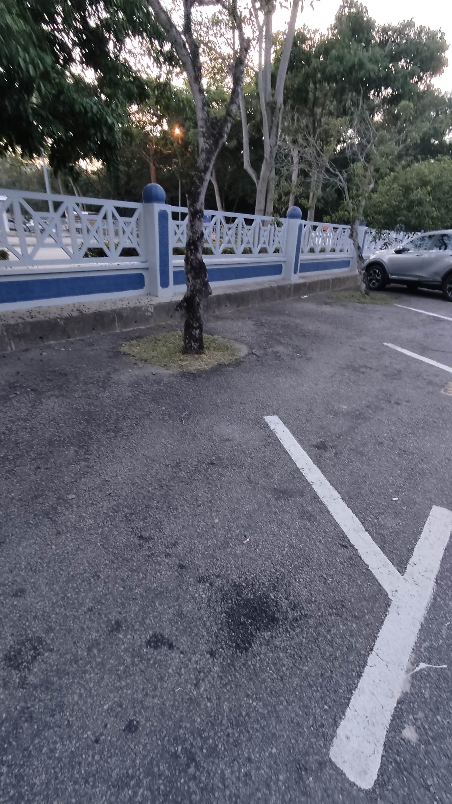 Mildly infuriating parking space that doesn't take account of the tree