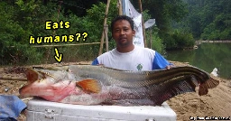 Malaysian rivers have a fish that preys on… people?? Meet the Ikan Tapah