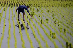 Shortage of local rice in Malaysia due to diseases and lack of clean water