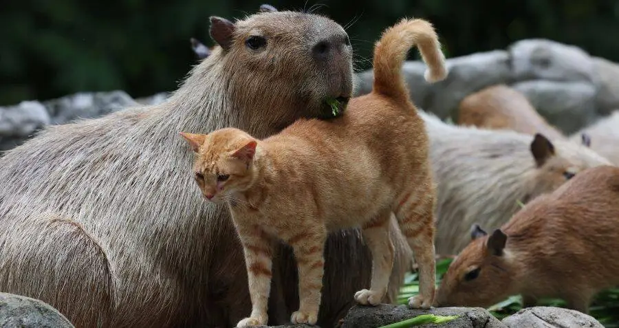 A Group Of Capybaras At A Malaysian Zoo Has Adopted A Stray Cat As One Of Their Own