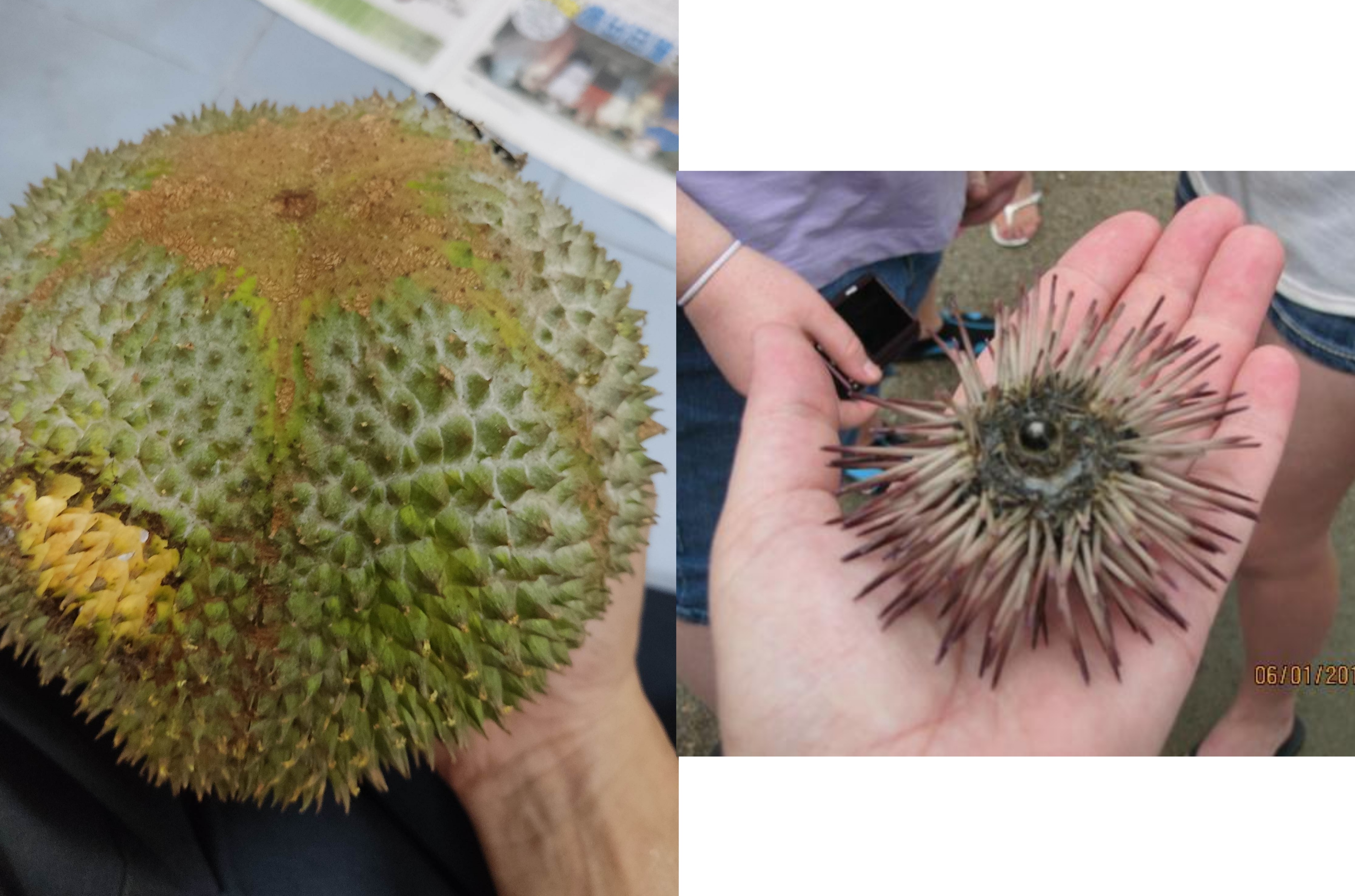 This durian with smooth underside remind me of sea urchin.